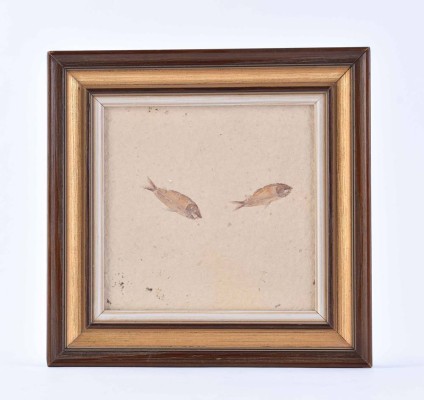 Versteinerte Fische Eozän